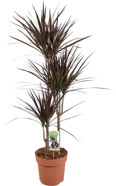 Plantenboetiek.nl | Dracaena Magenta - Ø21cm - 110-120cm hoog - Kamerplant - Groenblijvend