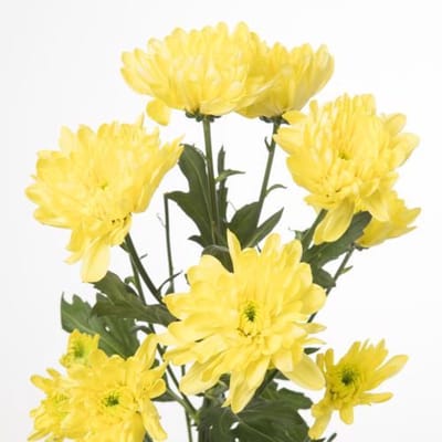 10x Chrysant baltica yellow 70cm