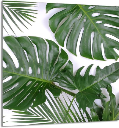 TMK ArtDeko - Serie - Glazen Keukenpaneel - 60x65 cm - Monstera