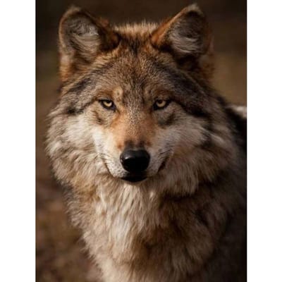5d Diamant Schilderij Wolf Diamant Borduurwerk Cartoon Diamant Kruissteek 20X30CM brown