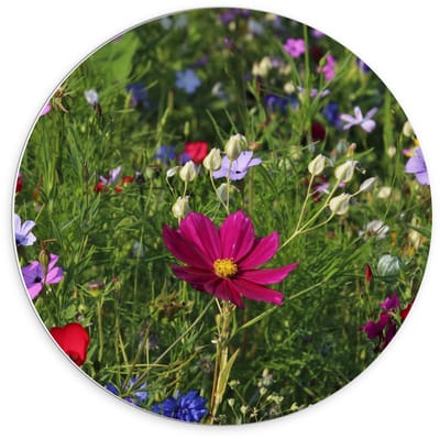 Forex Wandcirkel - Velt met Bloemen in alle Kleuren  - 70x70cm Foto op Wandcirkel (met ophangsysteem)