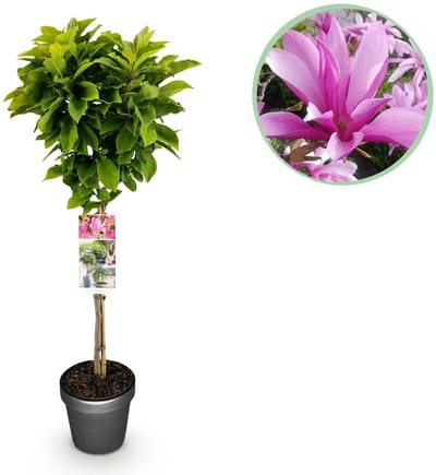 Green boutiQ - Plant op Stam - Magnolia Susan - Terras Plant - Bladverliezend - Winterhard - Roze Bloem - Pot 19cm Hoogte 90cm