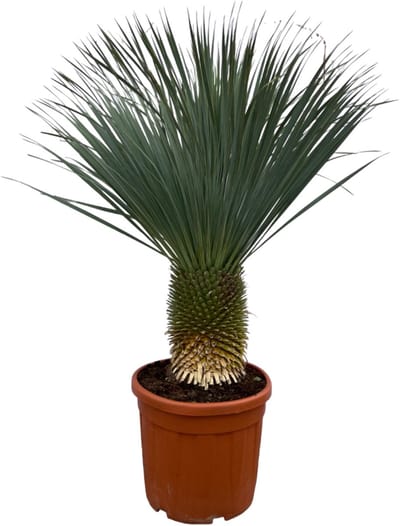 Blauwe palmlelie (Yucca Rostrata), Palm, Tropische Uitstraling, Yucca Rostrata - 140-160 cm - Ø50cm