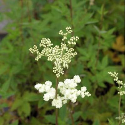 6 x Filipendula Ulmaria 'Plena' - Knolspirea Pot 9x9 cm - Witte Pluimen