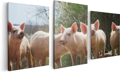 Artaza Canvas Schilderij Drieluik Groep Jonge Varkens - 120x60 - Foto Op Canvas - Canvas Print