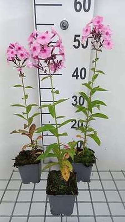 6x Vlambloem - Phlox (p) 'Herbstwalzer' | 9x9 cm pot