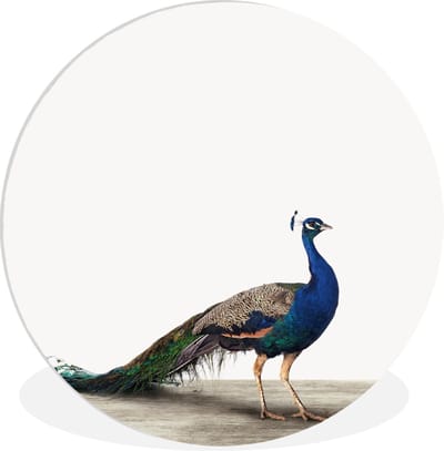 Wandcirkel kids - Kinderkamer decoratie - Pauw - Vogel - Dieren - Blauw - Muurdecoratie - Slaapkamer decoratie - 30x30 cm - Kunststof