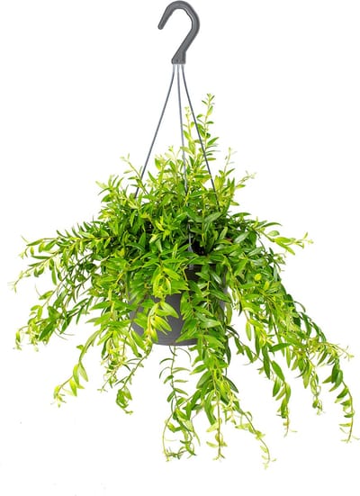 Bloomique - Aeschynanthus Mona Lisa - Lipstickplant - Hangplant - Kamerplanten - Diervriendelijk - Hoogte 20-30 cm - Pot 17 cm