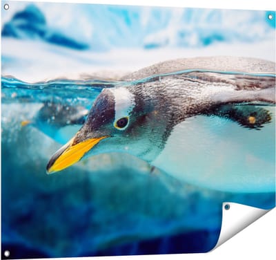 Gards Tuinposter Pingu�n Zwemt onder Water - 100x80 cm - Tuindoek - Tuindecoratie - Wanddecoratie buiten - Tuinschilderij