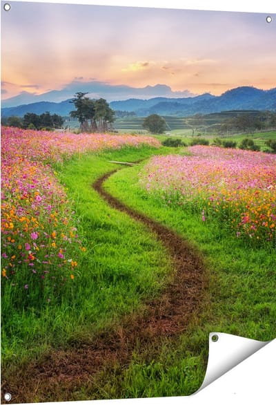 Gards Tuinposter Kosmos Bloemenveld met een Pad - Bloemen - 80x100 cm - Tuindoek - Tuindecoratie - Wanddecoratie buiten - Tuinschilderij