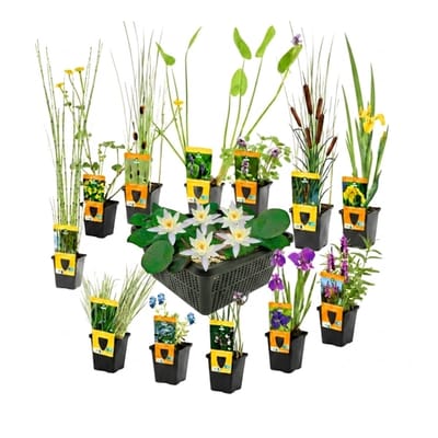 vdvelde.com - Mix van 12 Waterplanten P9 incl. Witte Dwergwaterlelie Nymphaea Pygmaea Alba, 3 Vijvermanden en AQUA SET - Zuurstof planten - Winterhard - Insectvriendelijk