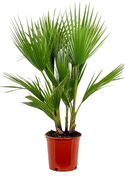 Bloomique - Washingtonia Robusta - Mexicaanse Waaierpalm - Palmboom Winterhard - Tuinplanten - Hoogte 80-100 cm - Pot 21 cm