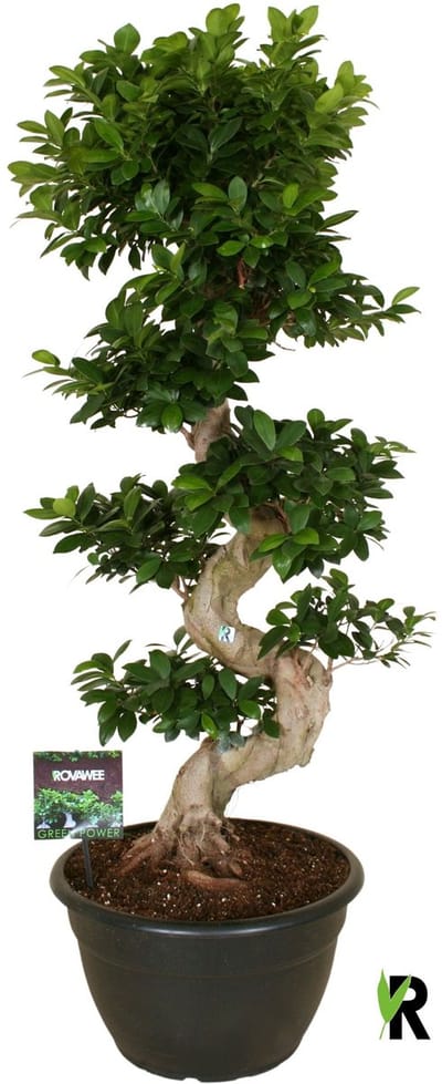 Ficus Microcarpa S-type in kunststof sierpot 150 cm – Kamerplant – Vers Van De Kweker – Potmaat Ø40 cm