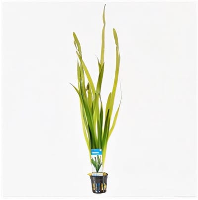 Moerings Vallisneria giganthea rubra | In Terracotta Pot