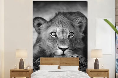 Behang - Fotobehang Wilde dieren - Leeuw - Natuur - Zwart - Wit - Breedte 180 cm x hoogte 280 cm