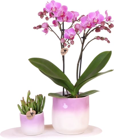 Kolibri Company | Plantenset Valentijn 'Gradience Pink' | Paarse Phalaenopsis Orchidee Vienna en Succulent incl. keramieken sierpotten