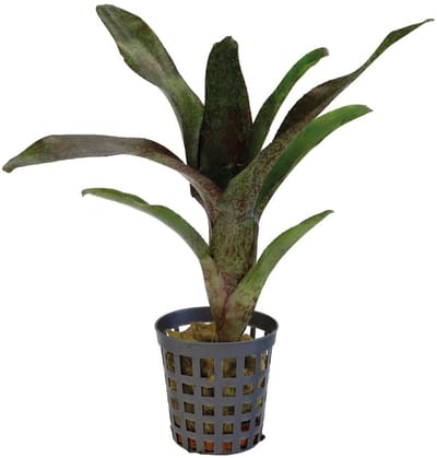 Aquafleur Neoregelia Atlantis | In 5 cm pot