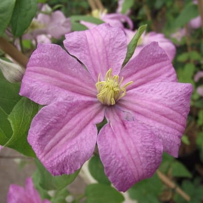 Bosrank (Clematis) - Comtesse de Bouchaud - Vaste planten - Bijen-Vlinders - Klimplant - Zomerbollen - bloeit in Juli / Augustus / September