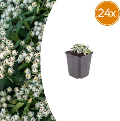 Tuinplantenshop.com | Anaphalis triplinervis | 24 stuks - Ø9cm - 10-25cm hoog - Tuinplant