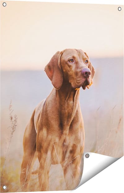 Gards Tuinposter Hongaarse Vizsla Hond in het Gras - 60x80 cm - Tuindoek - Tuindecoratie - Wanddecoratie buiten - Tuinschilderij
