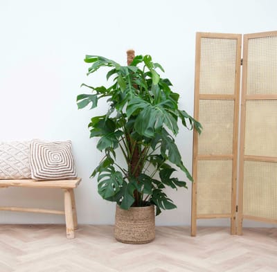 Gatenplant - Monstera Deliciosa XXL hoogte 150cm potmaat 24cm