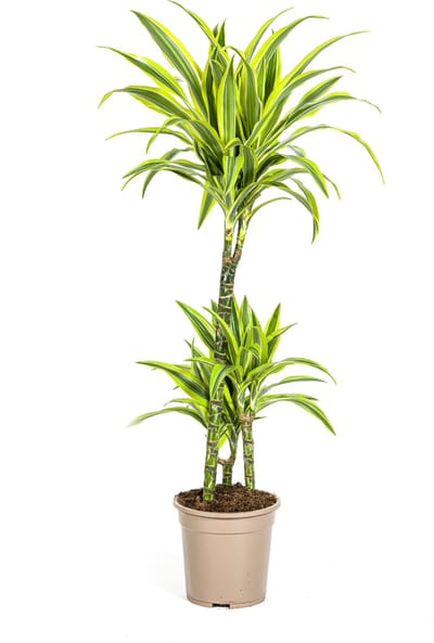Plantenboetiek.nl | Dracaena Deremensis Lemon Lime - Ø21cm - 90-110cm hoog - Kamerplant - Groenblijvend