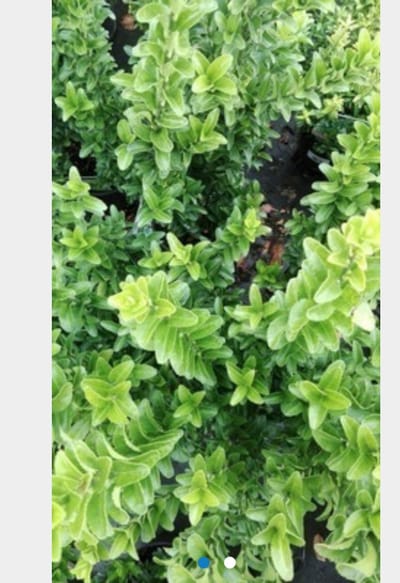 6 x Euonymus japonicus 'Microphyllus' - JAPANSE KARDINAALSHOED, KARDINAALSMUTS - pot 9 x 9 cm