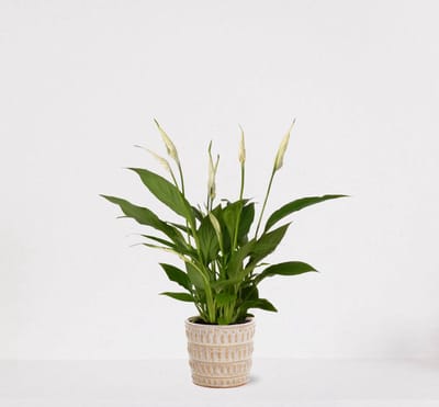 Spathiphyllum in sierpot Feline – witte kamerplant – luchtzuiverende lepelplant - 35-50cm - Ø13 – geleverd met plantenpot – vers uit de kwekerije