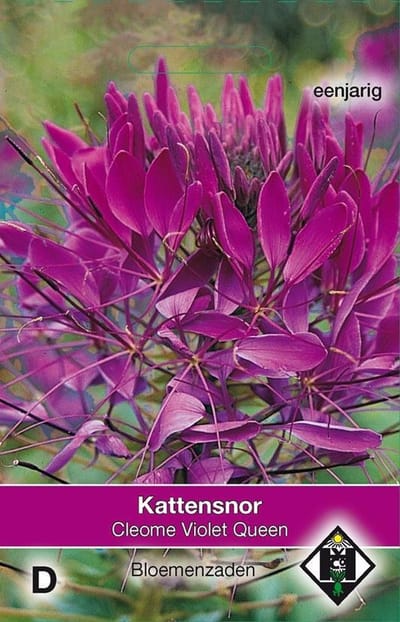 2 stuks Van Hemert & Co Cleome hassleriana Violet Queen