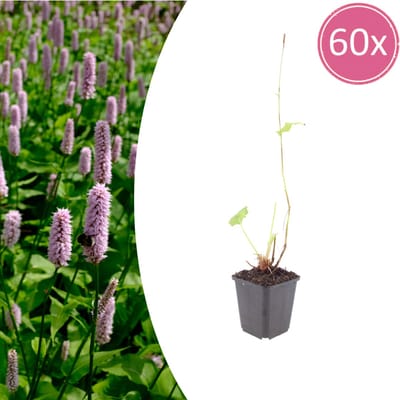Tuinplantenshop.com | Persicaria aff. 'Superba' | 60 stuks - Ø9cm - 10-25cm hoog - Tuinplant