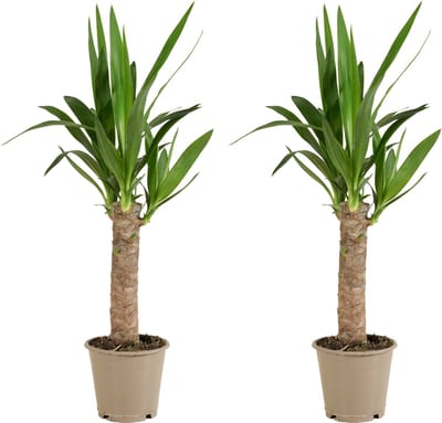 Bloomique - Set van 2 - Yucca Elephantipes - Palmlelie - Kamerplanten - Luchtzuiverend - Gemakkelijk in onderhoud - Hoogte 30-40 cm - Pot 12 cm