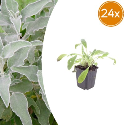 Tuinplantenshop.com | Stachys byzantina | 24 stuks - Ø9cm - 10-25cm hoog - Tuinplant