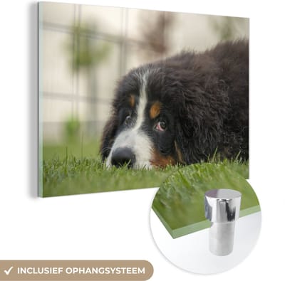® Glasschilderij 180x120 cm - Schilderij acrylglas - Berner Sennenhond ligt op het groene gazon - Foto op glas - Muurdecoratie woonkamer - Wanddecoratie slaapkamer - Schilderijen