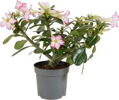 Bloomique - Adenium Obesum - Woestijnroos - Bloeiend - Kamerplanten - Zeer Gemakkelijk in onderhoud - Pot 13cm - 25-35cm Hoog