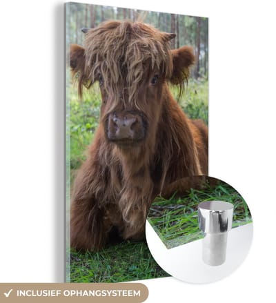 MuchoWow® Glasschilderij 120x180 cm - Schilderij acrylglas - Schotse Hooglander - Pad - Dieren - Foto op glas - Schilderijen
