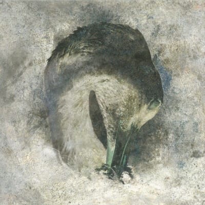 Suma - Ashes (2021 Edition) (CD)