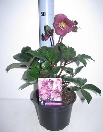 6x Stinkend nieskruid - Helleborus hybr. 'Anna's Red' | 9x9 cm pot