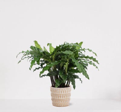 Calathea Blue Grass in sierpot Feline – luchtzuiverende kamerplant – pauwenplant – living plant - 35-45cm - Ø13 – geleverd met plantenpot – vers uit de kwekerij