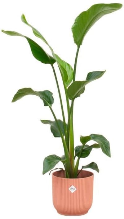 Combi deal - Strelitzia Nicolai inclusief elho Vibes Fold Round roze Ø22 - 100 cm