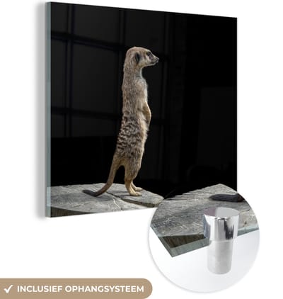 MuchoWow® Glasschilderij 50x50 cm - Schilderij acrylglas - Stokstaartje - Wilde dieren - Zwart - Foto op glas - Schilderijen
