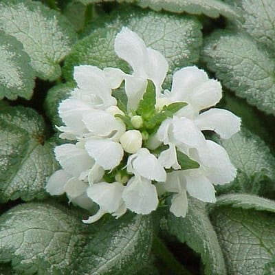 6 x Lamium Maculatum 'White Nancy'  - Dovenetel pot 9x9cm
