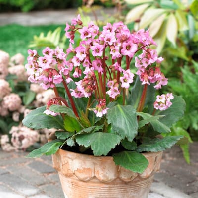 Schoenlappersplant (Bergenia cordifolia) - - Vaste planten - Bijen-Vlinders - Snijbloemen - Groenblijvend - Bodembedekkers - Voorjaarsbollen