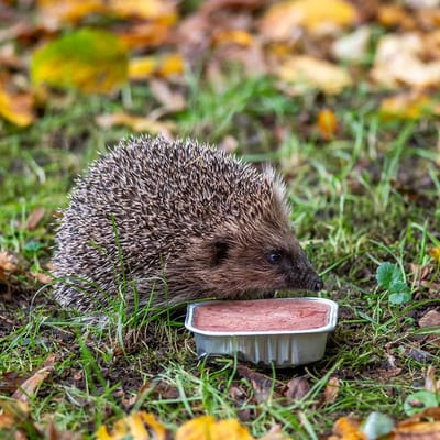 CJ Wildlife - 16x 100g Bio Paté voor Egels - Voordeelverpakking - Biologisch natvoer voor gezonde egels - Egelvoer