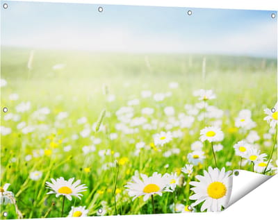 Gards Tuinposter Bloemenveld van Madeliefjes - Bloemen - 120x80 cm - Tuindoek - Tuindecoratie - Wanddecoratie buiten - Tuinschilderij