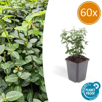 60 Stuks Kardinaalsmuts, Klimplant, Bodembedekker, Groenblijvende Zeer Winterhard, Euonymus fortunei radicans ca 25cm - Ø9cm