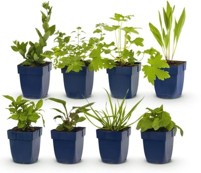 Green boutiQ - Vasteplant - Borderpakket - Bijen en vlinderlokkend - Diversen - Soorten en kleuren - 6 Planten - Pot 11cm - Hoogte 15-25cm