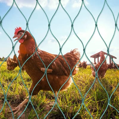 Gevogeltenet - Kippenhek - Dierenverblijf - Vaste knopen - 1.5 x 30 meter - Groen
