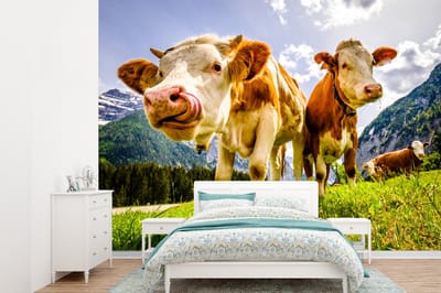 Behang - Fotobehang Koeien - Bergen - Gras - Landschap - Alpen - Breedte 385 cm x hoogte 280 cm