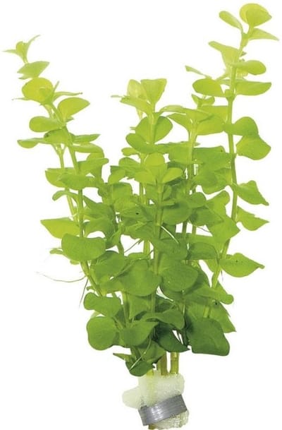 Moerings Lysimachia nummularia | Penningkruid | in bos met loodje Waterplant