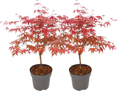Plant in a Box - Acer palmatum ´Beni Maiko´ - Set van 2 - Japanse Esdoorn boom - Rood-roze bladeren - Winterhard - Pot 19 - Hoogte 60-70cm